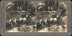 [Group of 100 Stereograph Views of California Nature and Landscapes With a Focus on Yosemite], Keystone View Company, Albumen silver prints