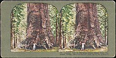 [Group of 100 Stereograph Views of California Nature and Landscapes With a Focus on Yosemite], Keystone View Company, Albumen silver prints