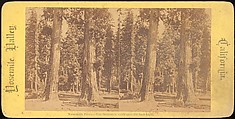 [Group of 100 Stereograph Views of California Nature and Landscapes With a Focus on Yosemite], Keystone View Company, Albumen silver prints
