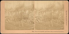 [Group of 66 Stereograph Views of the 1893 Chicago World's Fair and Columbian Exposition], Strohmeyer &amp; Wyman (American), Albumen silver prints