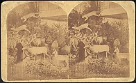 [Group of 66 Stereograph Views of the 1893 Chicago World's Fair and Columbian Exposition], Strohmeyer &amp; Wyman (American), Albumen silver prints