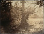 Tree Study, Forest of Fontainebleau, Gustave Le Gray French, Albumen silver print from glass negative