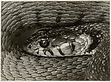 Snake Head, Albert Renger-Patzsch German, Gelatin silver print