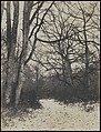 [Fontainebleau Forest], Eugène Cuvelier  French, Salted paper print from paper negative