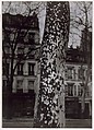 Plane Tree, Paris, Brassaï French, born Romania (Transylvania), Gelatin silver print
