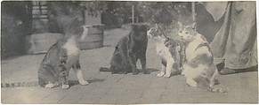 [Four Cats], Thomas Eakins  American, Platinum print