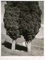Poplars, Cemetery near Mount Diablo, California, Ansel Easton Adams (American, San Francisco, California 1902–1984 Carmel, California), Instant diffusion transfer print (Polaroid)