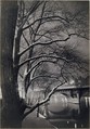 Les arbres des quais avec le Pont-Neuf, Brassaï French, born Romania (Transylvania), Gelatin silver print