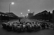Sheep Going to Slaughter, Early Morning, Near the Caledonian Road, London, Don McCullin British, Gelatin silver print