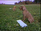 Dog Baseball, William Wegman  American, Single-channel digital video, transferred from video tape, color, sound, 3 min., 26 sec.
