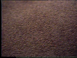 Gray Hairs, William Wegman  American, Single-channel digital video, transferred from 2-inch video tape, color, sound, 5 min., 4 sec.