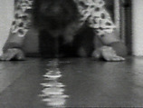 Milk/Floor, William Wegman  American, Single-channel digital video, transferred from Sony CV 1/2-inch video tape, black-and-white, sound, 1 min., 3 sec.
