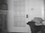 The Door, William Wegman  American, Single-channel digital video, transferred from Sony CV 1/2-inch video tape, black-and-white, sound, 2 min., 9 sec.