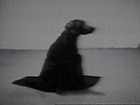 Cape On, William Wegman  American, Single-channel digital video, transferred from Sony CV 1/2-inch video tape, black-and-white, sound, 4 min., 43 sec.