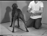 Coin Toss, William Wegman  American, Single-channel digital video, transferred from Sony AV 3600 1/2-inch video tape, black-and-white, sound, 2 min., 13 sec.