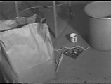 In the Cup, William Wegman American, Single-channel digital video, transferred from Sony AV 3600 1/2-inch video tape, black-and-white, sound, 16 sec.