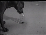 Treat Bottle, William Wegman American, Single-channel digital video, transferred from Sony AV 3600 1/2-inch video tape, black-and-white, sound, 4 min., 18 sec.