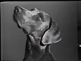 Man Ray, Do You Want To..., William Wegman American, Single-channel digital video, transferred from Sony AV 3600 1/2-inch video tape, black-and-white, sound, 1 min., 55 sec.