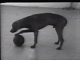 Dog and Ball, William Wegman American, Single-channel digital video, transferred from Sony AV 3600 1/2-inch video tape, black-and-white, sound, 1 min., 29 sec.