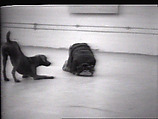 Tails, William Wegman American, Single-channel digital video, transferred from Sony AV 3600 1/2-inch video tape, black-and-white, sound, 43 sec.