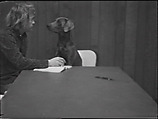 Spelling Lesson, William Wegman  American, Single-channel digital video, transferred from Sony AV 3600 1/2-inch video tape, black-and-white, sound, 54 sec.