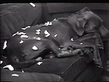 Snowflakes, William Wegman  American, Single-channel digital video, transferred from Sony AV 3600 1/2-inch video tape, black-and-white, sound, 2 min., 10 sec.