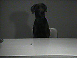 Marbles, William Wegman  American, Single-channel digital video, transferred from Panasonic 1/2-inch video tape, black-and-white, sound, 29 sec.