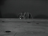 Treat Table, William Wegman  American, Single-channel digital video, transferred from Panasonic 1/2-inch video tape, black-and-white, sound, 43 sec.