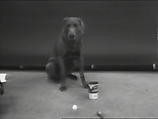 Ball and Can, William Wegman American, Single-channel digital video, transferred from Panasonic 1/2-inch video tape, black-and-white, sound, 6 min., 29 sec.