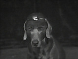 The Reel, William Wegman American, Single-channel digital video, transferred from Panasonic 1/2-inch video tape, black-and-white, sound, 1 min.