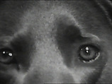 Eyes of Ray, William Wegman  American, Single-channel digital video, transferred from Panasonic 1/2-inch video tape, black-and-white, sound, 33 sec.
