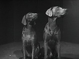 Dog Duet, William Wegman  American, Single-channel digital video, transferred from Panasonic 1/2-inch video tape, black-and-white, sound, 2 min., 29 sec.