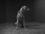 Moby Dick, William Wegman  American, Single-channel digital video, transferred from Panasonic 1/2-inch video tape, black-and-white, sound, 1 min., 9 sec.