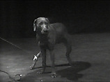Cord Walk, William Wegman American, Single-channel digital video, transferred from Panasonic 1/2-inch video tape, black-and-white, sound, 45 sec.