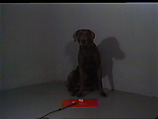 Drop It, William Wegman  American, Single-channel digital video, transferred from 3/4-inch U-matic video tape, color, sound, 1 min., 39 sec.