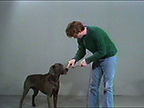 Starter, William Wegman American, Single-channel digital video, transferred from 3/4-inch U-matic video tape, color, sound, 45 sec.