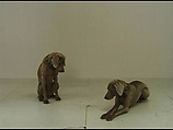 Two Dogs, William Wegman American, Single-channel digital video, transferred from Sony MiniDV video tape, color, sound, 1 min., 30 sec.