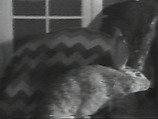 Tortoise and the Hare, William Wegman  American, Single-channel digital video, transferred from Sony CV 1/2-inch video tape, black-and-white, sound, 25 sec.