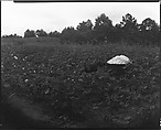 [Hog and Cotton Bale, Hale County, Alabama], Walker Evans  American, Film negative