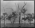 [Trees, Gulf Coast, Louisiana], Walker Evans  American, Film negative
