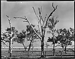 [Trees, Gulf Coast, Louisiana], Walker Evans  American, Film negative