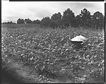 [Cotton Bale in Field, Hale County, Alabama], Walker Evans  American, Film negative