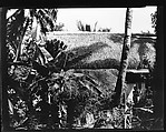 [South Seas: Thatched Roof House, Behind Trees and Foliage], Walker Evans (American, St. Louis, Missouri 1903–1975 New Haven, Connecticut), Film negative