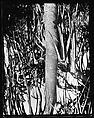 [South Seas: Palm Tree], Walker Evans  American, Film negative