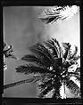 [South Seas: Palm Tree], Walker Evans  American, Film negative