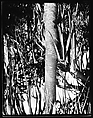 [South Seas: Palm Tree], Walker Evans  American, Film negative