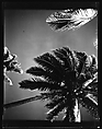 [South Seas: Palm Tree], Walker Evans  American, Film negative