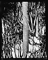 [South Seas: Palm Tree], Walker Evans  American, Film negative