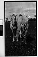 [Two Horses, Probably Canada], Walker Evans  American, Film negative