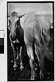 [Two Horses, Probably Canada], Walker Evans  American, Film negative